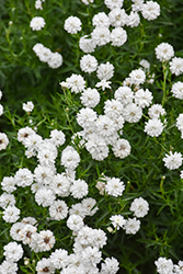 Peter Cottontail Yarrow (Achillea ptarmica 'Peter Cottontail') at Thies Farm & Greenhouses