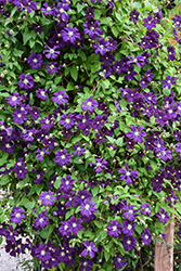 Jackmanii Superba Clematis (Clematis 'Jackmanii Superba') at Thies Farm & Greenhouses