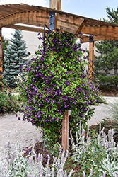 Jackmanii Superba Clematis (Clematis 'Jackmanii Superba') at Thies Farm & Greenhouses