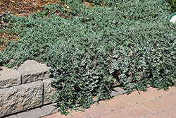 Blue Rug Juniper (Juniperus horizontalis 'Wiltonii') at Thies Farm & Greenhouses