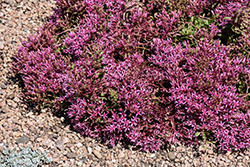 Dragon's Blood Stonecrop (Sedum spurium) at Thies Farm & Greenhouses