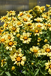 UpTick Cream and Red Tickseed (Coreopsis 'Balupteamed') at Thies Farm & Greenhouses