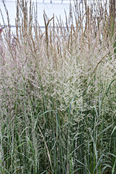 Variegated Reed Grass (Calamagrostis x acutiflora 'Overdam') at Thies Farm & Greenhouses