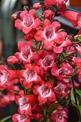 Cherry Sparks Beard Tongue (Penstemon 'Cherry Sparks') at Thies Farm & Greenhouses