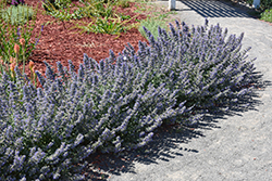 Walker's Low Catmint (Nepeta x faassenii 'Walker's Low') at Thies Farm & Greenhouses