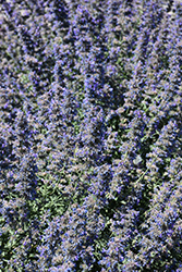 Walker's Low Catmint (Nepeta x faassenii 'Walker's Low') at Thies Farm & Greenhouses
