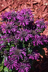 Rockin' Raspberry Beebalm (Monarda 'Rockin' Raspberry') at Thies Farm & Greenhouses