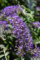 Lo & Behold Purple Haze Butterfly Bush (Buddleia 'Purple Haze') at Thies Farm & Greenhouses