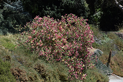Twist Of Pink Oleander (Nerium oleander 'Planst') at Thies Farm & Greenhouses