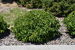 Kelsey Dogwood (Cornus sericea 'Kelseyi') at Thies Farm & Greenhouses