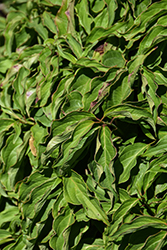 Kelsey Dogwood (Cornus sericea 'Kelseyi') at Thies Farm & Greenhouses