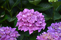 Cityline Venice Dwarf Hydrangea (Hydrangea macrophylla 'Venice Raven') at Thies Farm & Greenhouses
