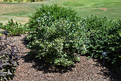 Pink Icing Blueberry (Vaccinium 'ZF06-079') at Thies Farm & Greenhouses