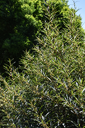 Cutleaf Glossy Buckthorn (Rhamnus frangula 'Asplenifolia') at Thies Farm & Greenhouses