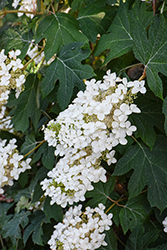 Pee Wee Hydrangea (Hydrangea quercifolia 'Pee Wee') at Thies Farm & Greenhouses