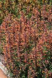 Kudos Mandarin Hyssop (Agastache 'Kudos Mandarin') at Thies Farm & Greenhouses