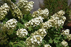 Oakleaf Hydrangea (Hydrangea quercifolia) at Thies Farm & Greenhouses