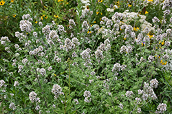 Catnip (Nepeta cataria) at Thies Farm & Greenhouses