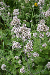 Catnip (Nepeta cataria) at Thies Farm & Greenhouses