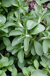 Sweetleaf (Stevia rebaudiana) at Thies Farm & Greenhouses