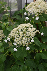 Climbing Hydrangea (Hydrangea anomala 'var. petiolaris') at Thies Farm & Greenhouses