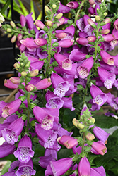 Dalmatian Purple Foxglove (Digitalis purpurea 'Dalmatian Purple') at Thies Farm & Greenhouses
