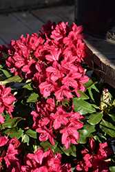 Nova Zembla Rhododendron (Rhododendron 'Nova Zembla') at Thies Farm & Greenhouses