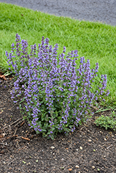 Purrsian Blue Catmint (Nepeta x faassenii 'Purrsian Blue') at Thies Farm & Greenhouses