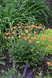 Totally Tangerine Avens (Geum 'Tim's Tangerine') at Thies Farm & Greenhouses