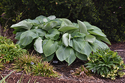 Shadowland Empress Wu Hosta (Hosta 'Empress Wu') at Thies Farm & Greenhouses