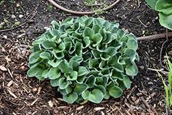 Blue Mouse Ears Hosta (Hosta 'Blue Mouse Ears') at Thies Farm & Greenhouses