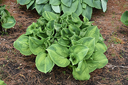 Brother Stefan Hosta (Hosta 'Brother Stefan') at Thies Farm & Greenhouses