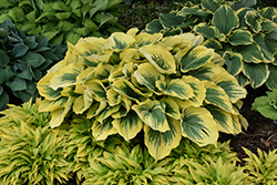 Liberty Hosta (Hosta 'Liberty') at Thies Farm & Greenhouses
