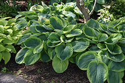 Frances Williams Hosta (Hosta 'Frances Williams') at Thies Farm & Greenhouses