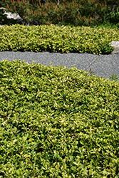 Japanese Spurge (Pachysandra terminalis) at Thies Farm & Greenhouses