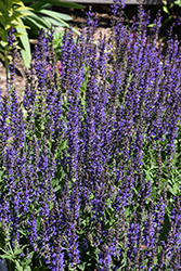 May Night Sage (Salvia x sylvestris 'May Night') at Thies Farm & Greenhouses