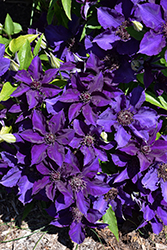 The President Clematis (Clematis 'The President') at Thies Farm & Greenhouses