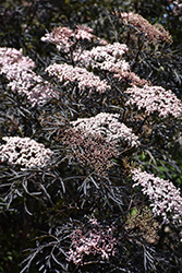 Black Lace Elder (Sambucus nigra 'Eva') at Thies Farm & Greenhouses