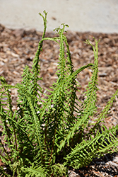 Dre's Dagger Fern (Athyrium filix-femina 'Dre's Dagger') at Thies Farm & Greenhouses