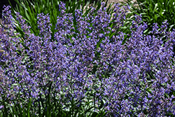 Junior Walker Catmint (Nepeta x faassenii 'Novanepjun') at Thies Farm & Greenhouses