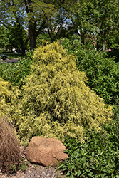 Golden Mop Falsecypress (Chamaecyparis pisifera 'Golden Mop') at Thies Farm & Greenhouses