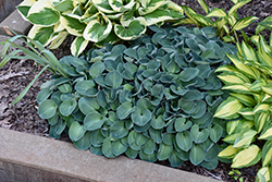 Blue Mouse Ears Hosta (Hosta 'Blue Mouse Ears') at Thies Farm & Greenhouses