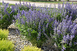 Blue Wild Indigo (Baptisia australis) at Thies Farm & Greenhouses