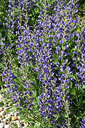 Blue Wild Indigo (Baptisia australis) at Thies Farm & Greenhouses