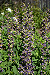 Twilite Prairieblues False Indigo (Baptisia 'Twilite') at Thies Farm & Greenhouses