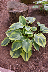 Earth Angel Hosta (Hosta 'Earth Angel') at Thies Farm & Greenhouses