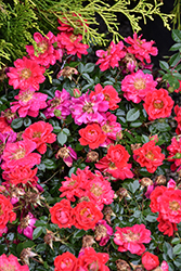 Oso Easy Urban Legend Rose (Rosa 'ChewPatout') at Thies Farm & Greenhouses