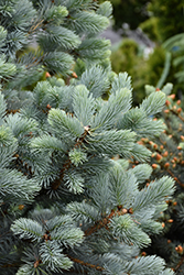 Baby Blue Blue Spruce (Picea pungens 'Baby Blue') at Thies Farm & Greenhouses