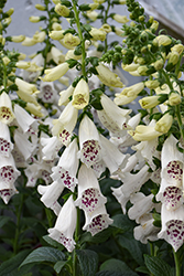 Dalmatian White Foxglove (Digitalis purpurea 'Dalmatian White') at Thies Farm & Greenhouses
