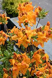 Klondyke Azalea (Rhododendron 'Klondyke') at Thies Farm & Greenhouses